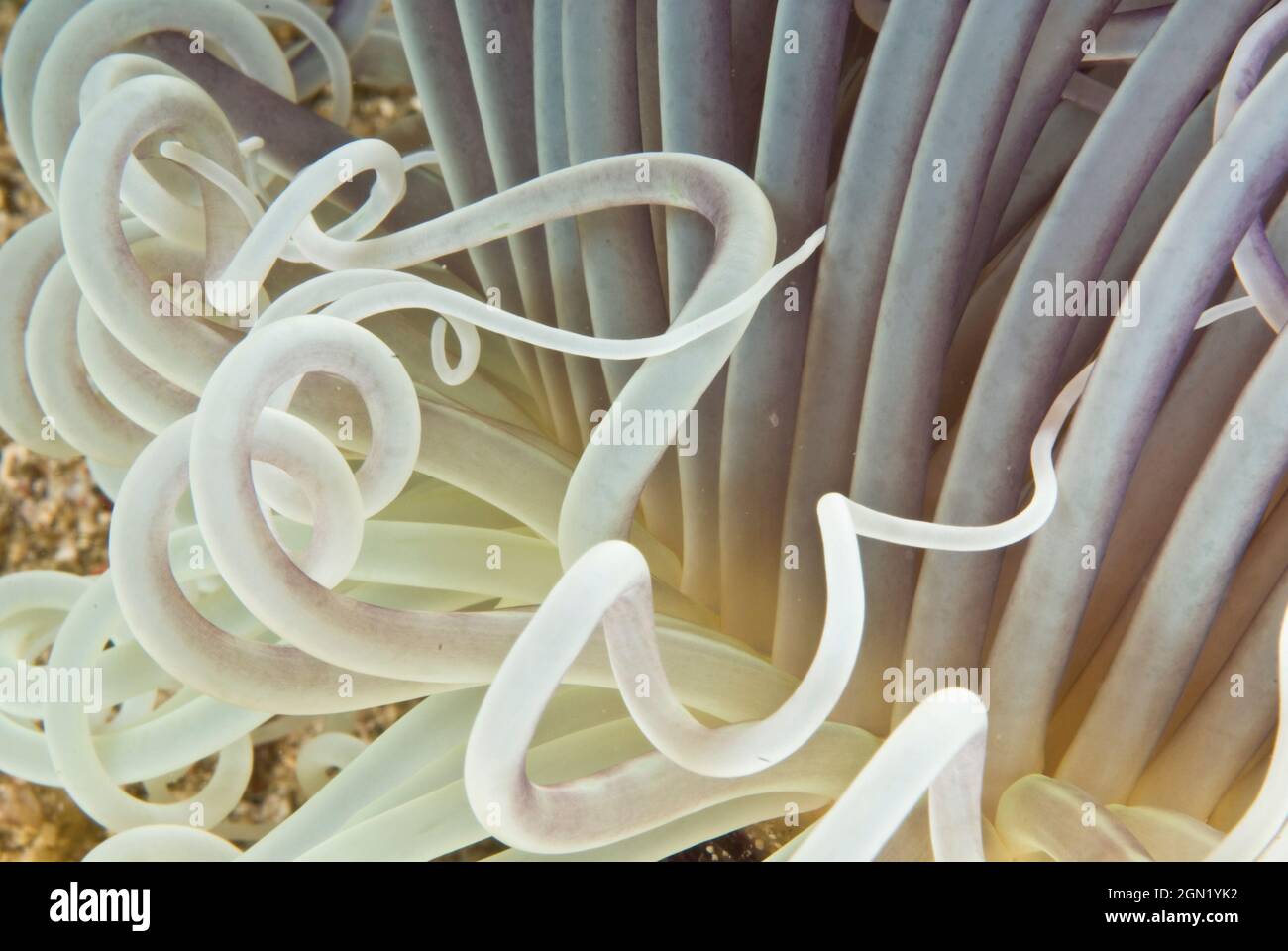 Tubo anemone (Pachycerianthus sp.), vive in tubo mucoso arrugginito di sabbia sepolto in sedimenti molli, se disturbato, ritrarrà il suo corpo. Foto Stock