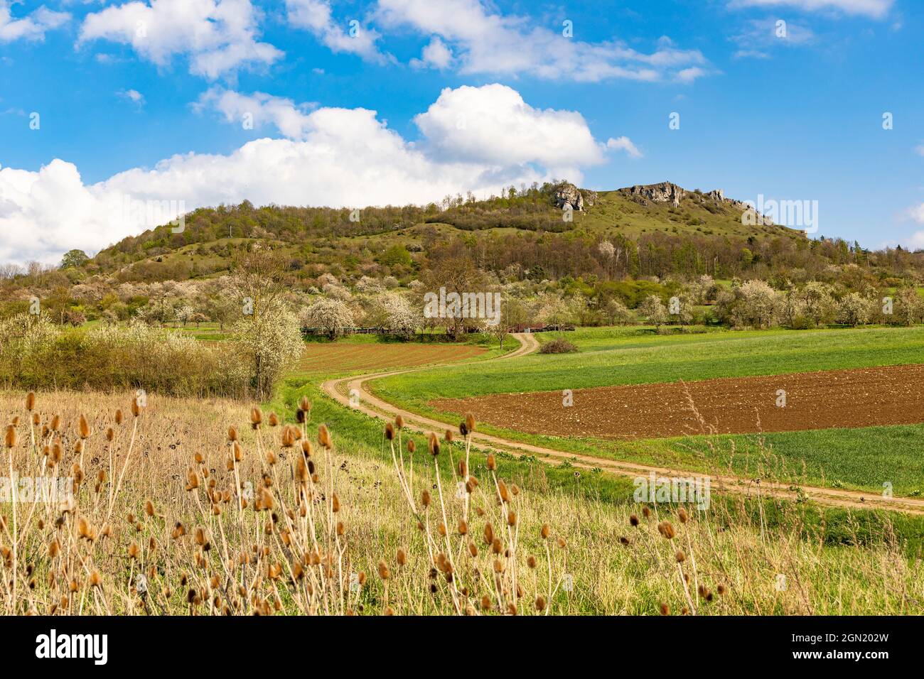 Vista del Walberla vicino a Ebermannstadt al momento della fioritura dei ciliegi nel pomeriggio, alta Franconia, Baviera, Germania Foto Stock