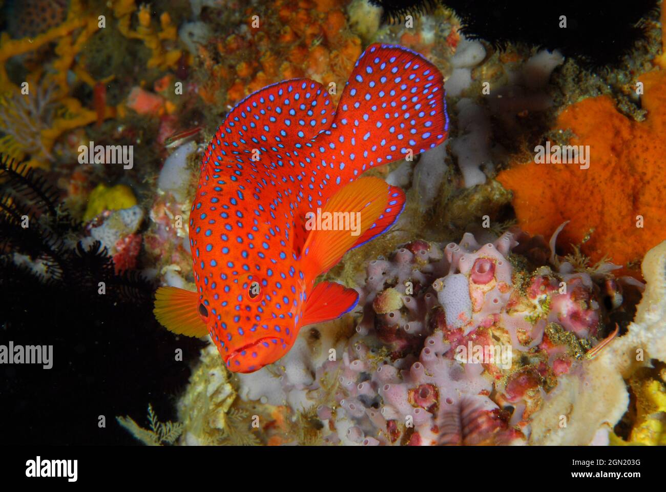 Corallo hind (Cephalopholis miniata), un pesce tropicale impressionante che si trova generalmente su ben sviluppate barriere coralline in acque limpide. Nutre di più su piccoli pesci Foto Stock