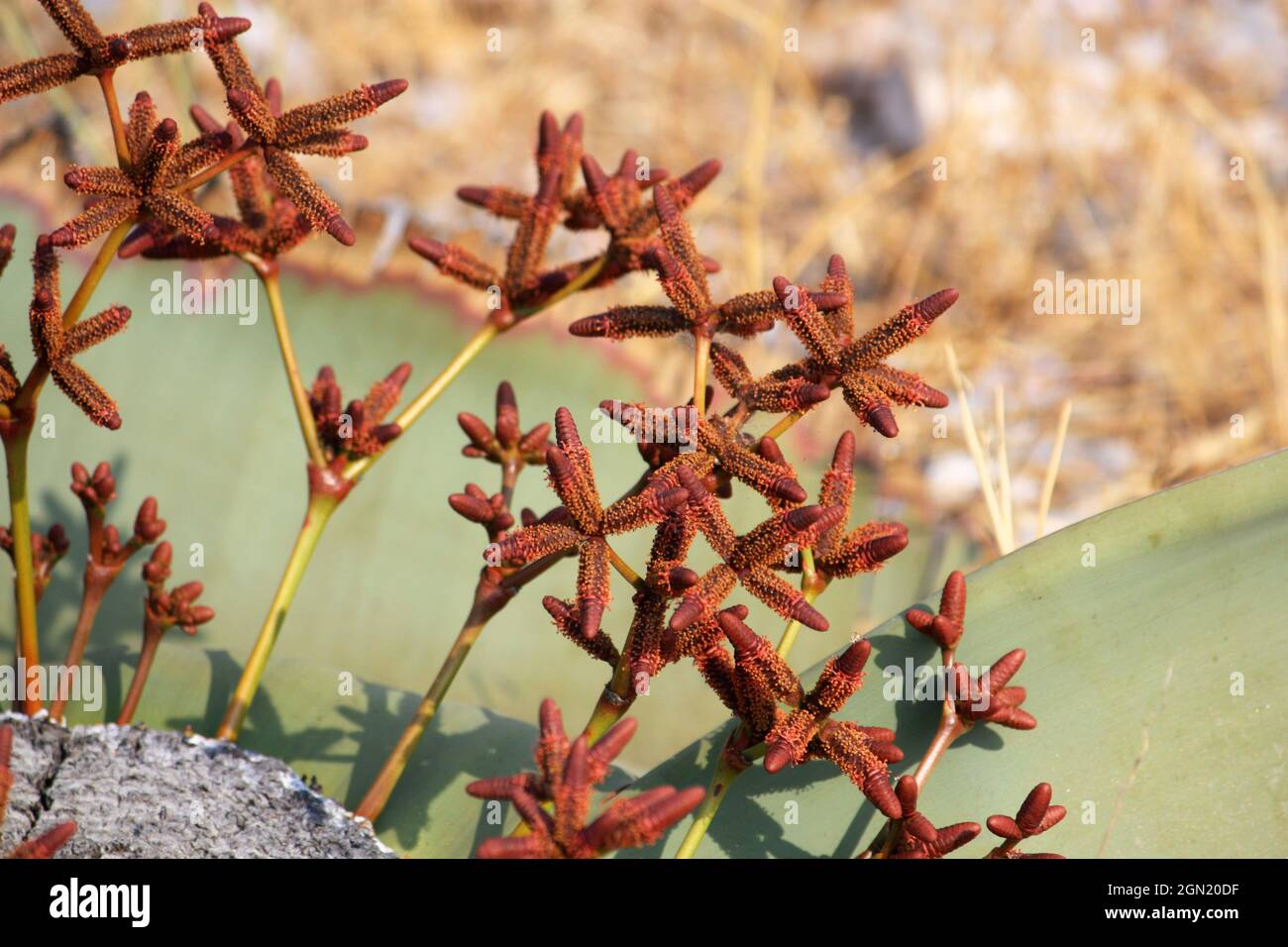 Angola; parte meridionale della provincia di Namibe; Parco Nazionale di Iona; fiore maschile di Welwitschia Foto Stock