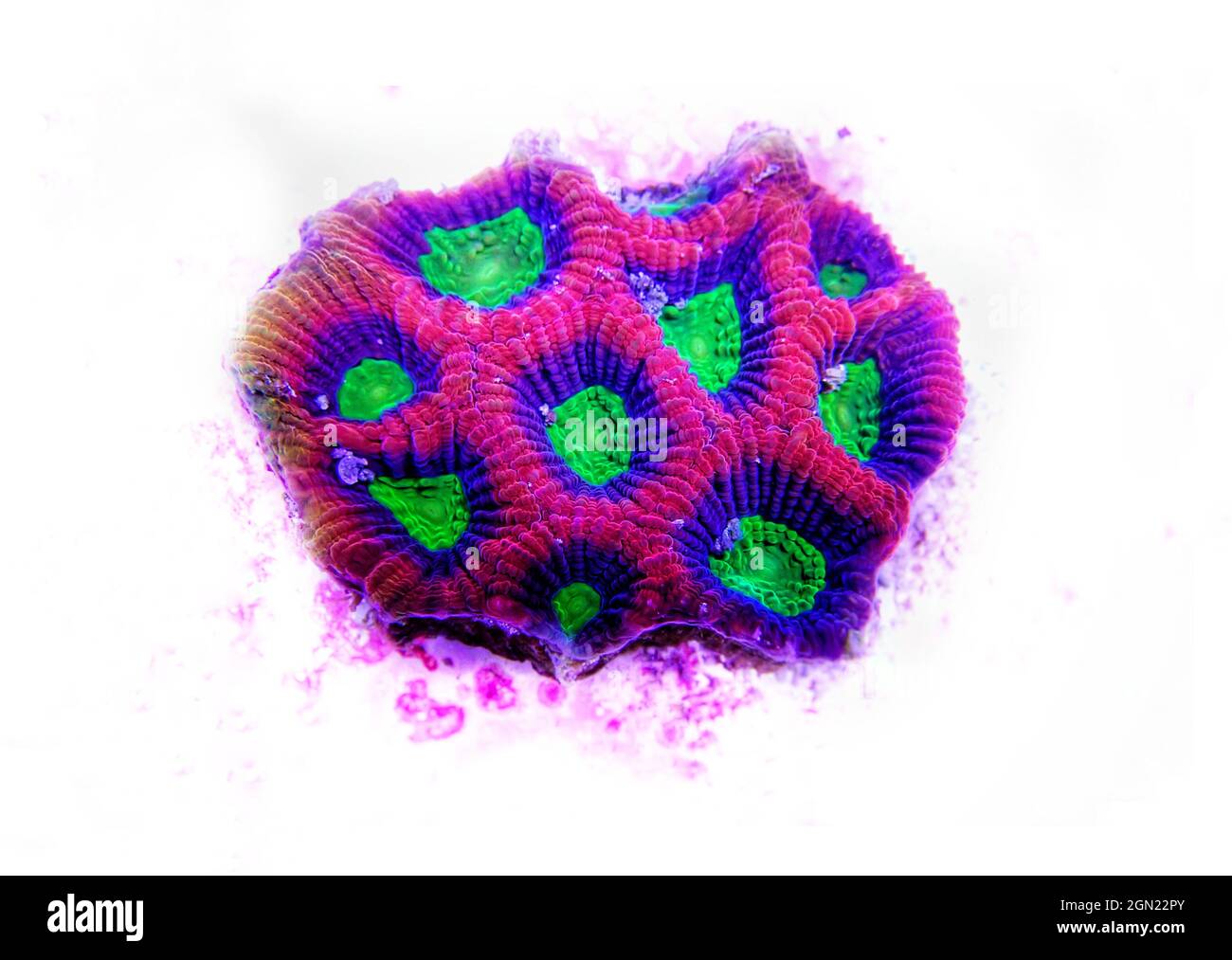 Faviidae sp. Foto Stock