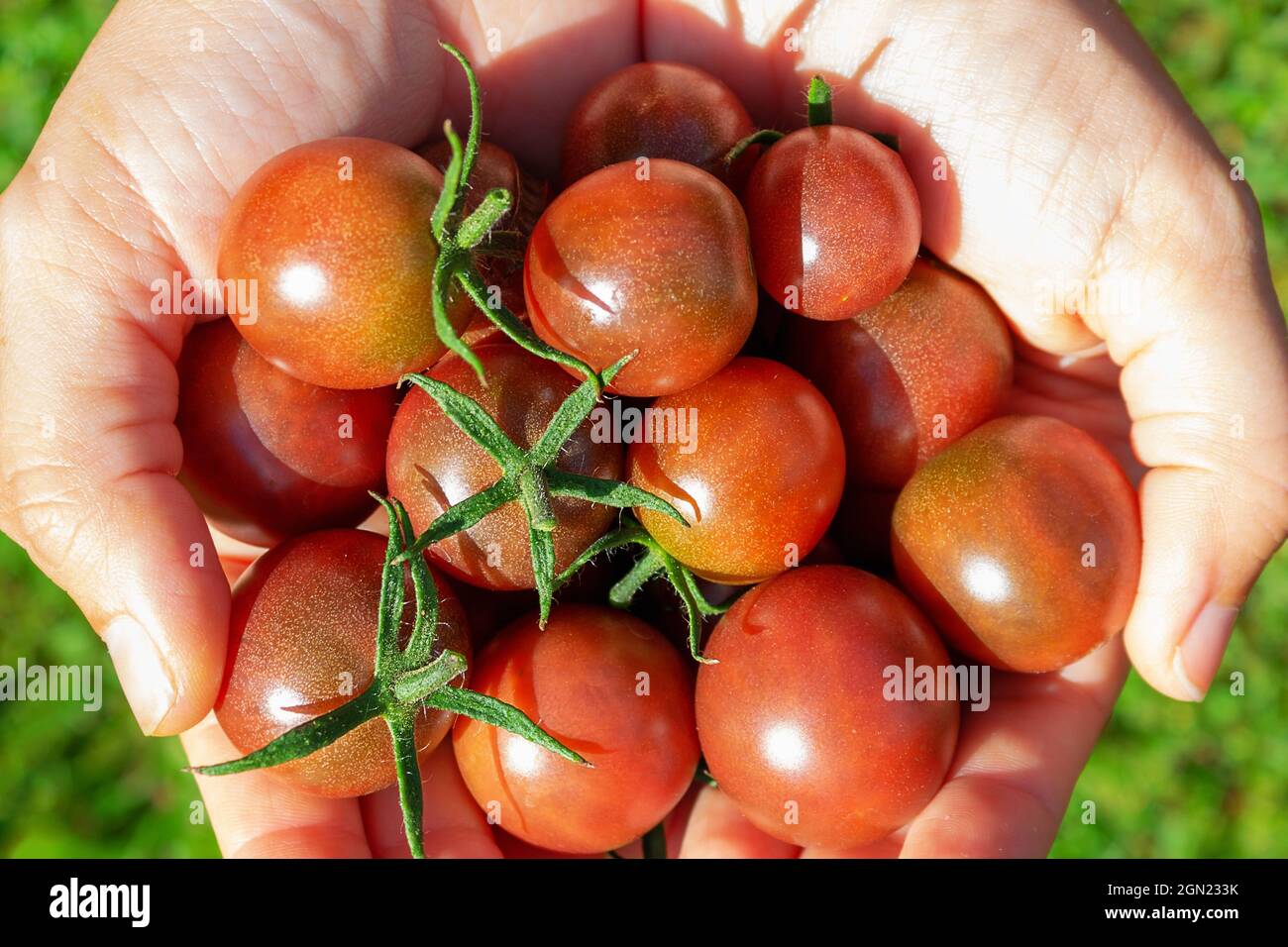 Pomodori ciliegini rossi maturi in mano della donna. Foto Stock