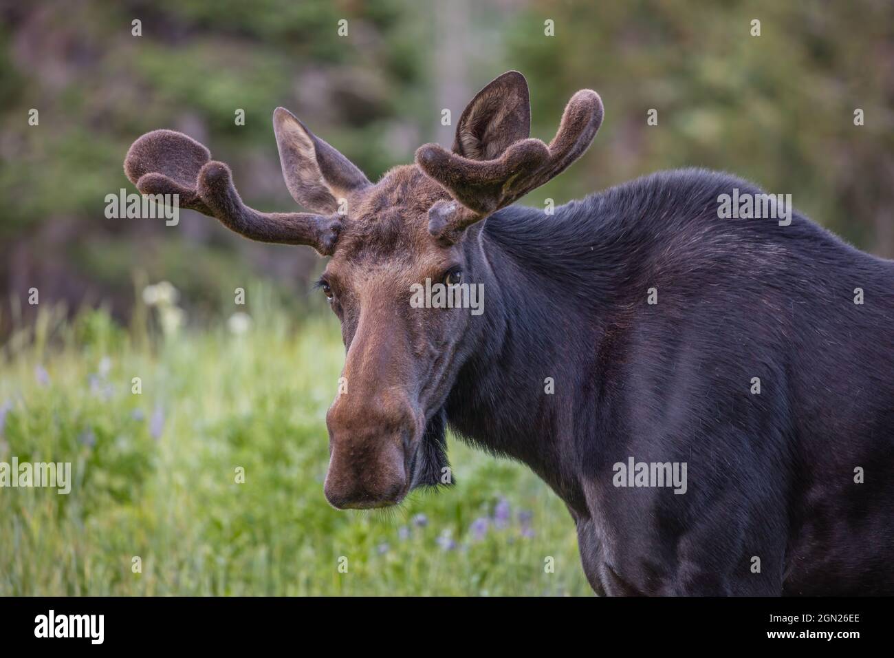 Colpo di testa di un'alce toro, Albion Basin, Little Cottonwood Canyon, Utah Foto Stock
