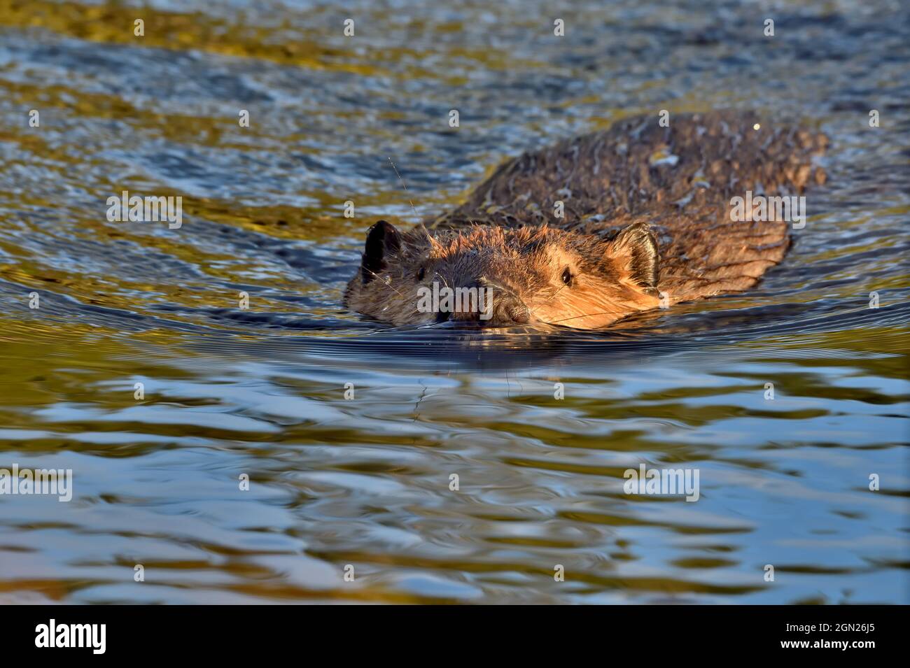Un'immagine ravvicinata di un castoro 'Castor canadensis', che nuota nelle acque calme del suo laghetto di castori nella campagna Alberta Canada. Foto Stock