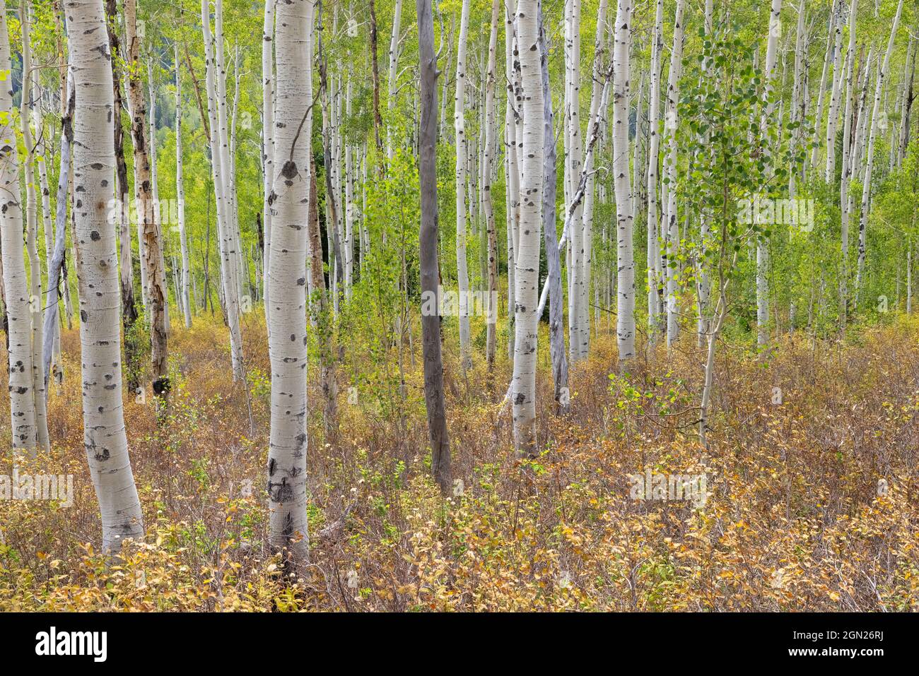 Aspen Trees in autunno, Big Cottonwood Canyon, Wasatch Mountains, Utah Foto Stock