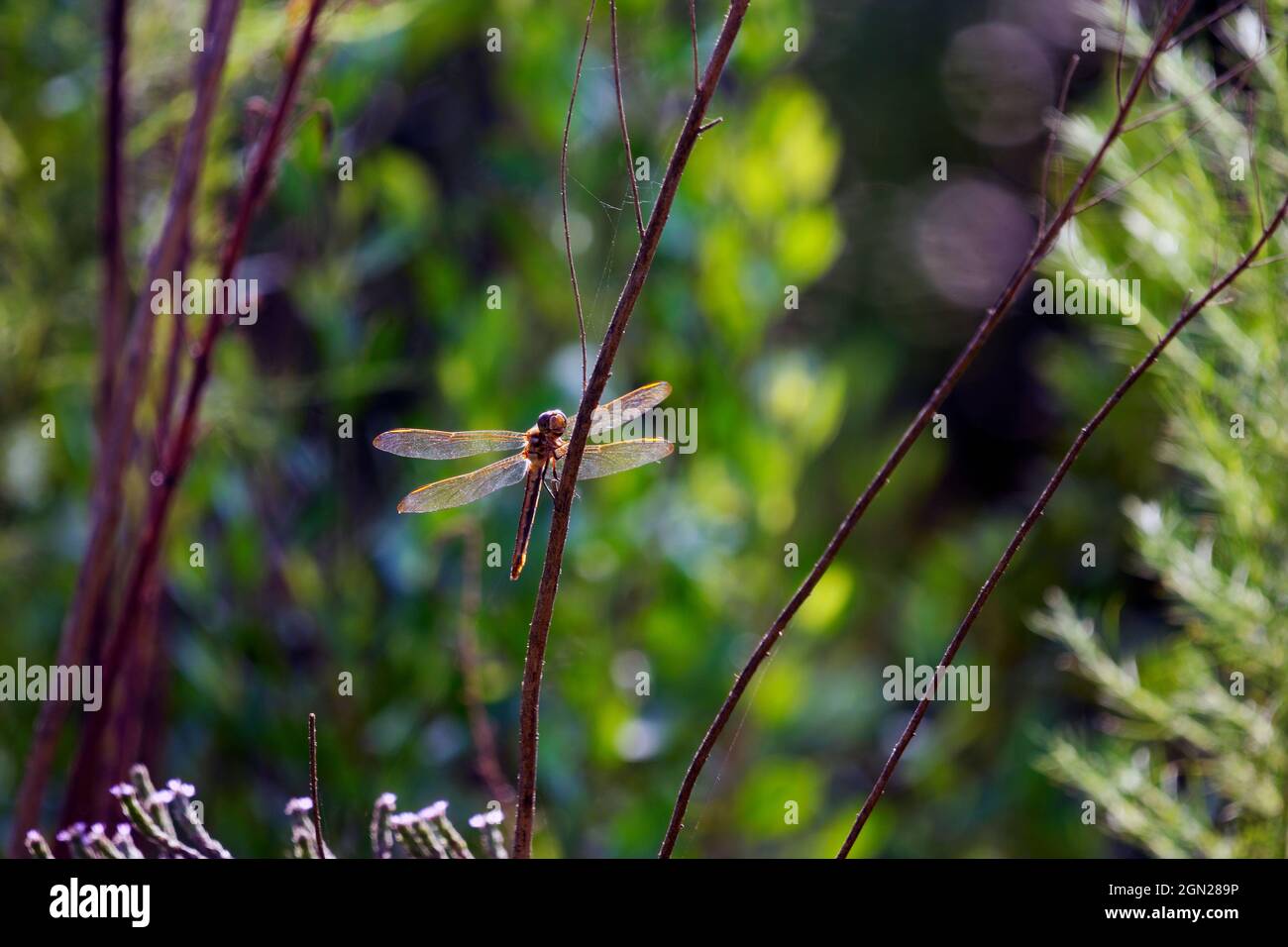 Libellula arancione retroilluminata con occhi modellati sul gambo nel pomeriggio di sole con sfondo verde Foto Stock