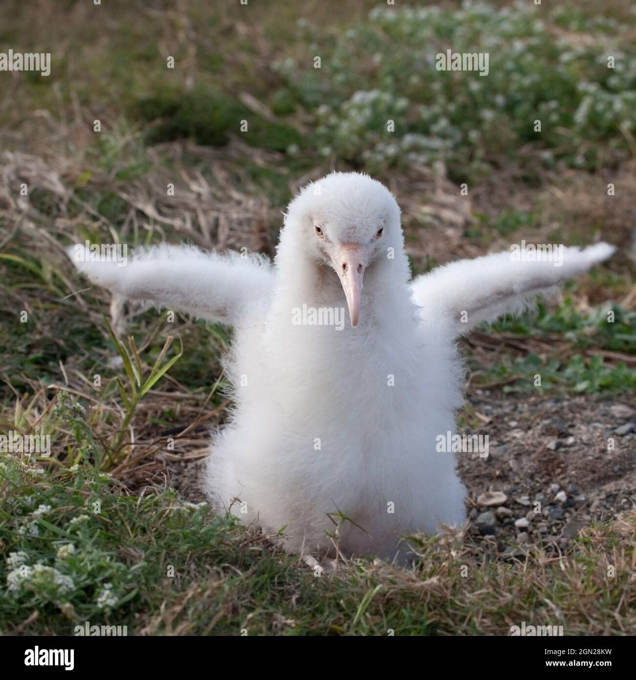 Leucistic Laysan Albatross, piccolo pulcino bianco privo di pigmentazione normale, le ali che sbatte. Phoebastria immutabilis Foto Stock