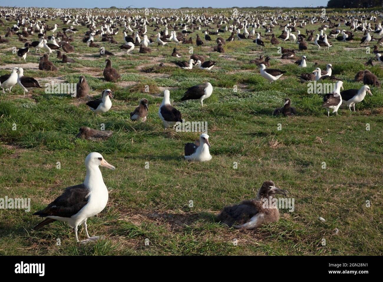 Colonia di Albatross di Laysan con centinaia di uccelli adulti e pulcini sull'atollo Midway nel Papahanaumokuakea Marine National Monument. Phoebastria immutabilis Foto Stock