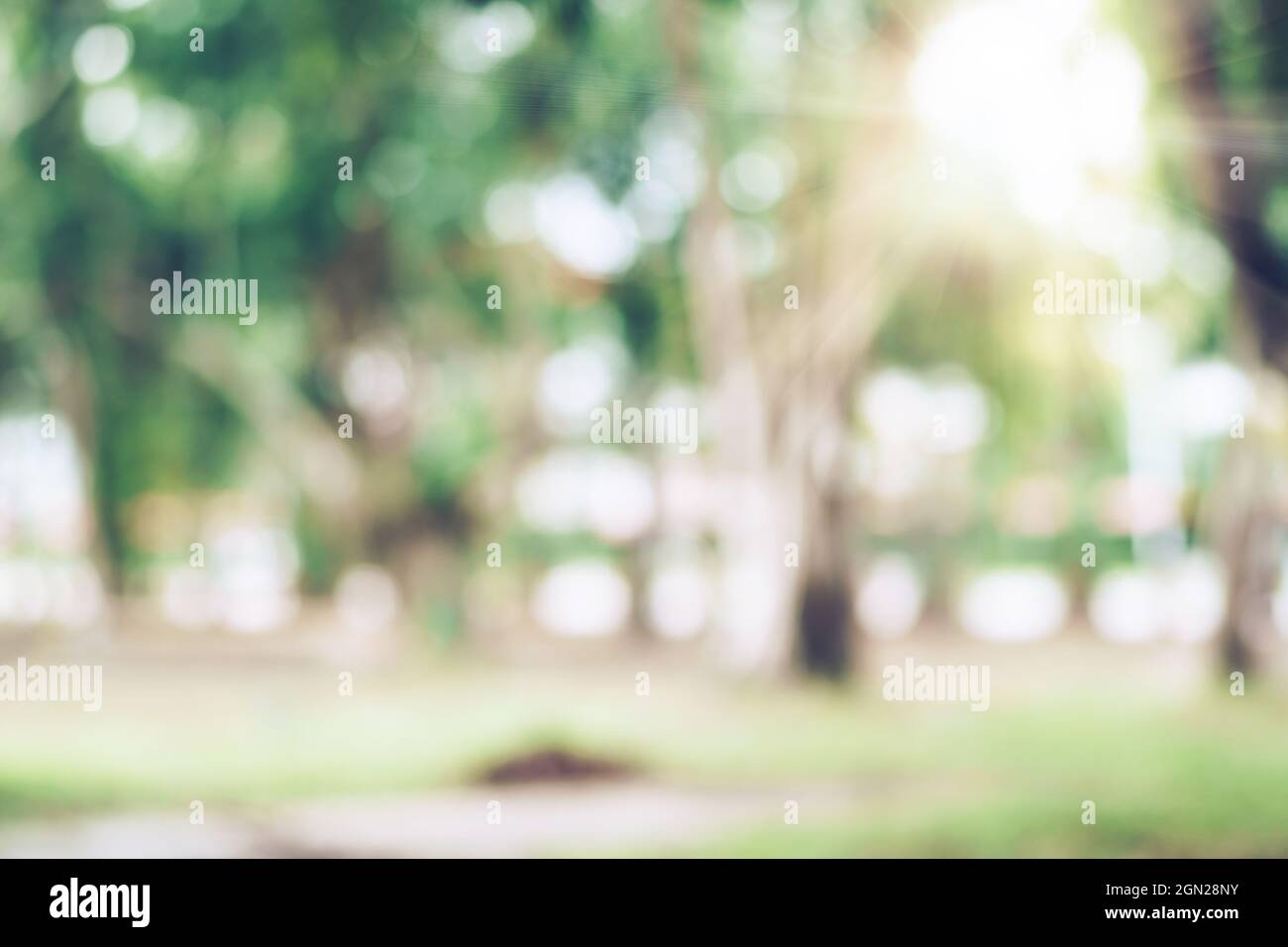 Verde sfumato natura bokeh parco pubblico con diversi alberi retrogound. Foto Stock