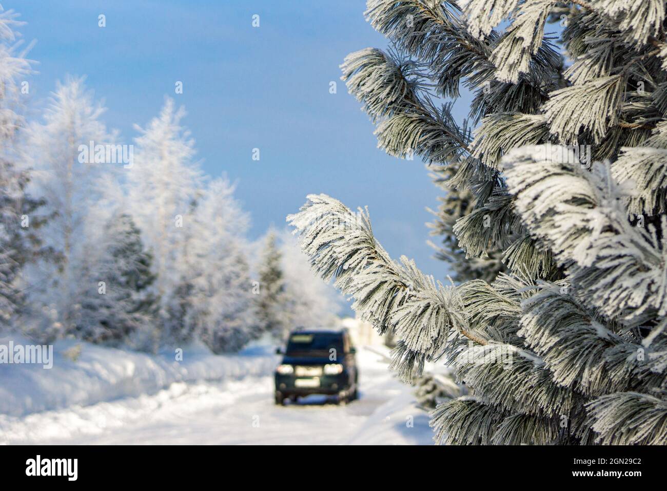 rami di pino o cedro ricoperti di gelo da brina grave sullo sfondo di una macchina in piedi in lontananza e molta neve Foto Stock