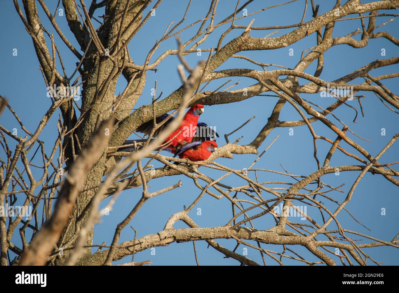 L'uccello di Crimson Rosella che si accoppia in un albero. Foto Stock