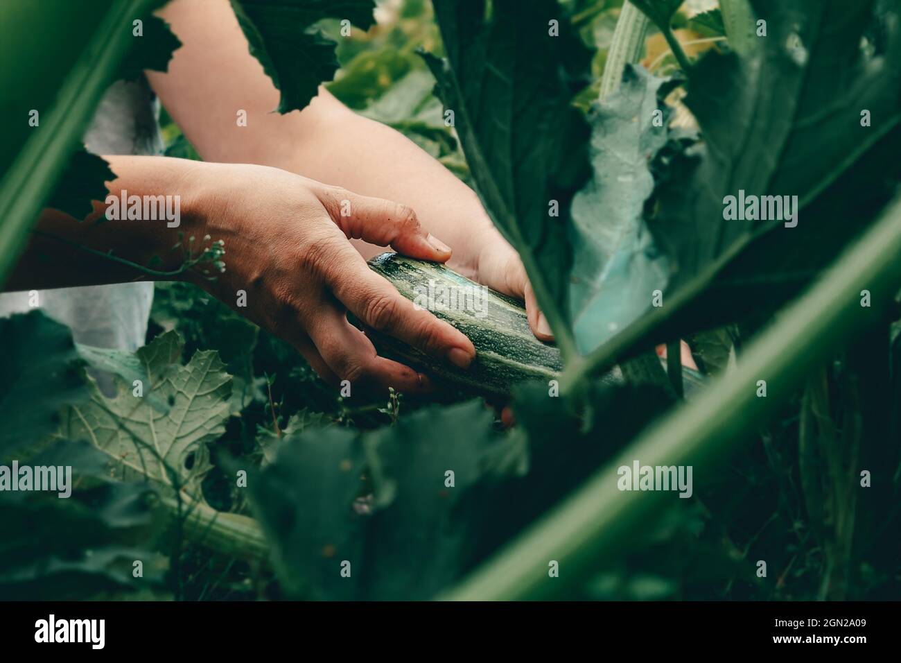 Mani con zucchine durante la raccolta in azienda. Foto Stock