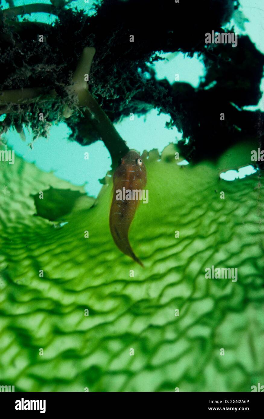 Pesce d'allevamento più pulito (Cochleoceps orientalis), di solito trovato sulle foglie di kelp (Ecklonia radiata), su cui depositano le uova, che sono guarde Foto Stock