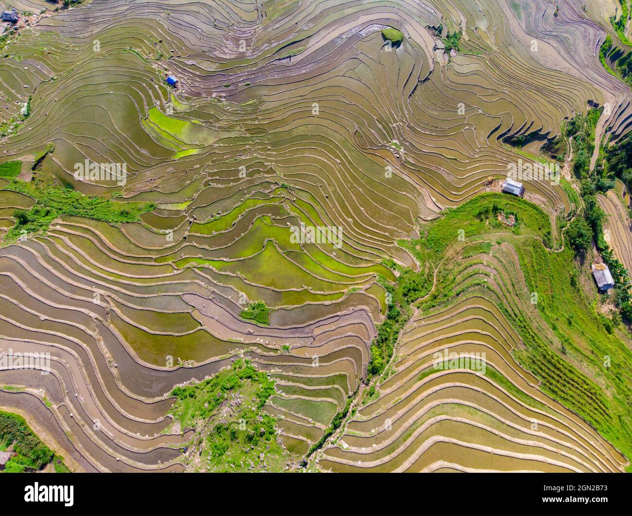 Terrazza di riso Hoang su Phi nella provincia di ha Giang nel nord del Vietnam Foto Stock