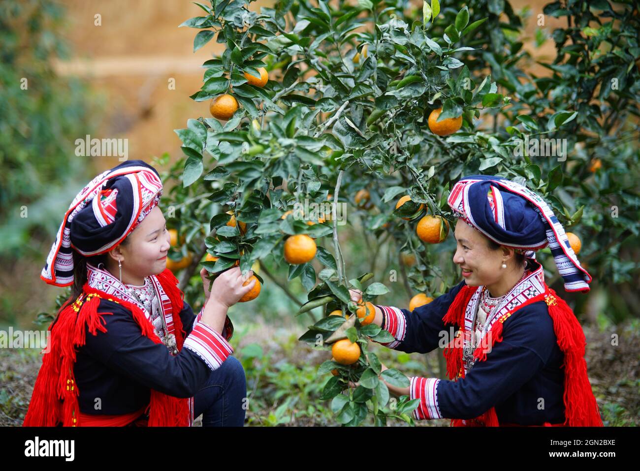 Frutteto nella provincia di ha Giang nel nord del Vietnam Foto Stock