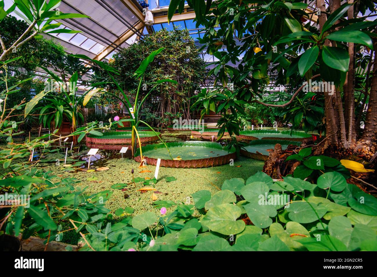 LEIDEN, PAESI BASSI - 13 ago 2021: Realizzato nell'Hortus Botanicus, giardino botanico nella città di Leiden Foto Stock