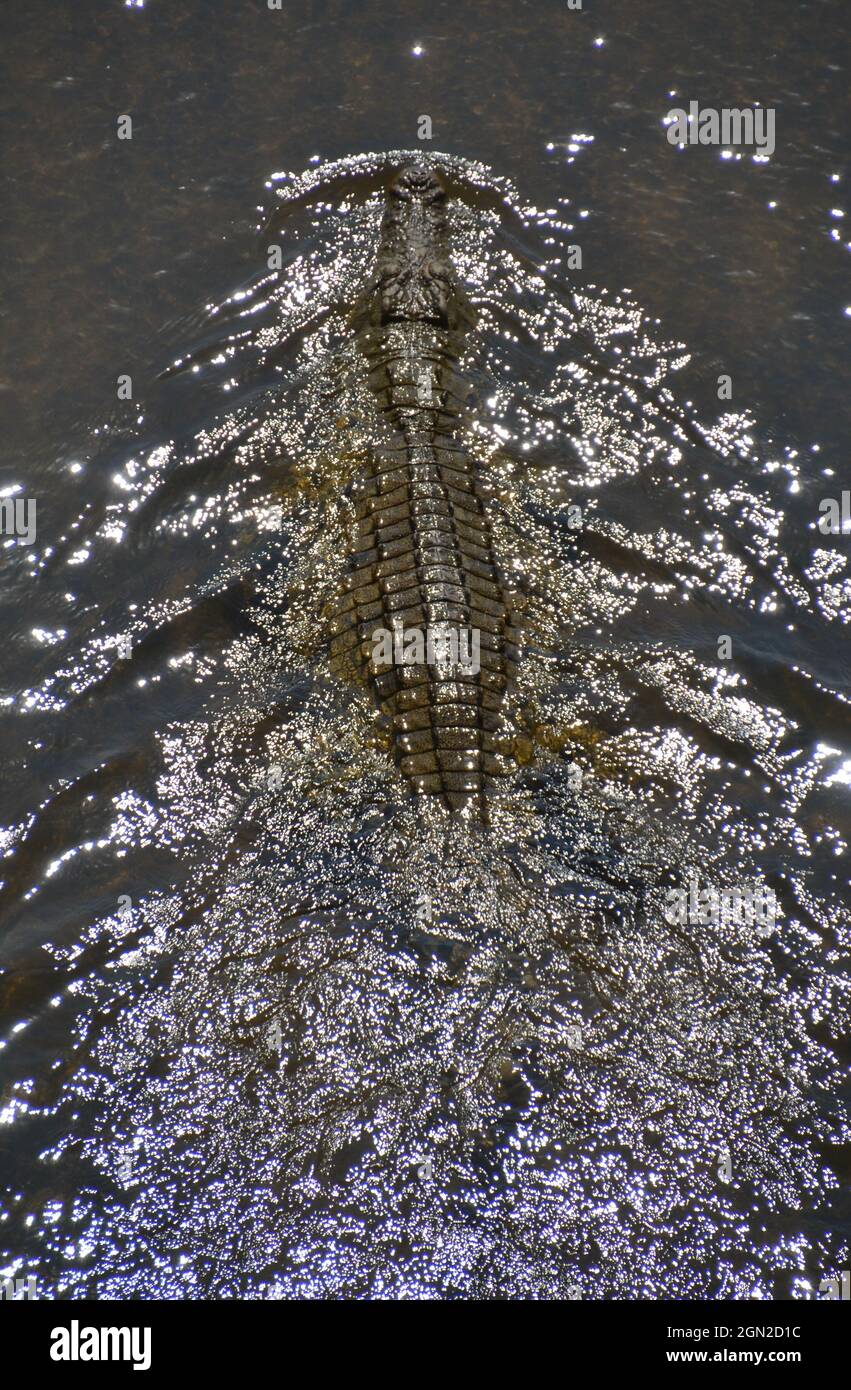 Grande coccodrillo sul Nilo in acque poco profonde preda al fiume Sabie nel Parco Nazionale di Kruger Foto Stock