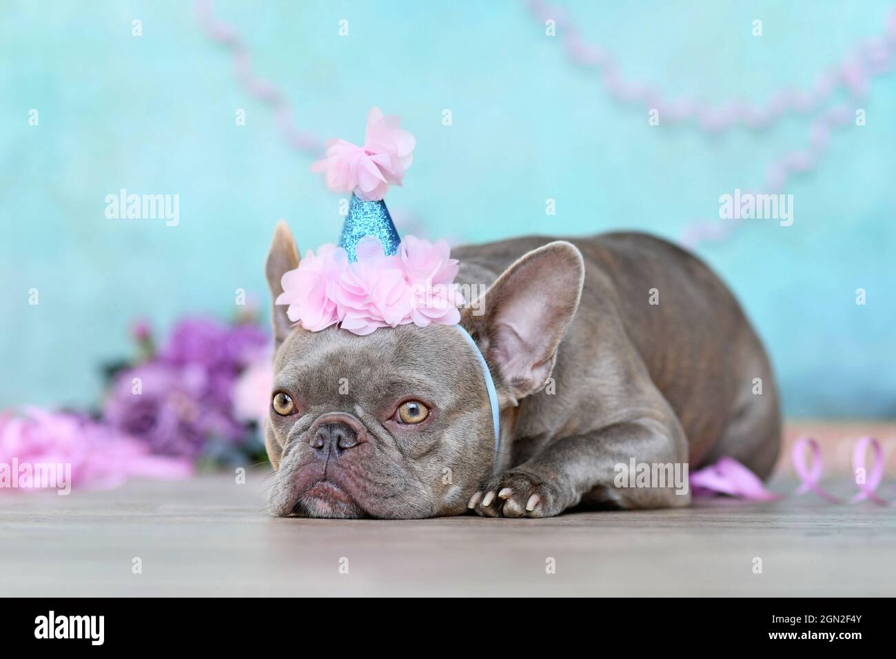 Bulldog francese con berretto in parte di birtday adagiato di fronte a sfondo blu con ruscelli di carta e fiori Foto Stock