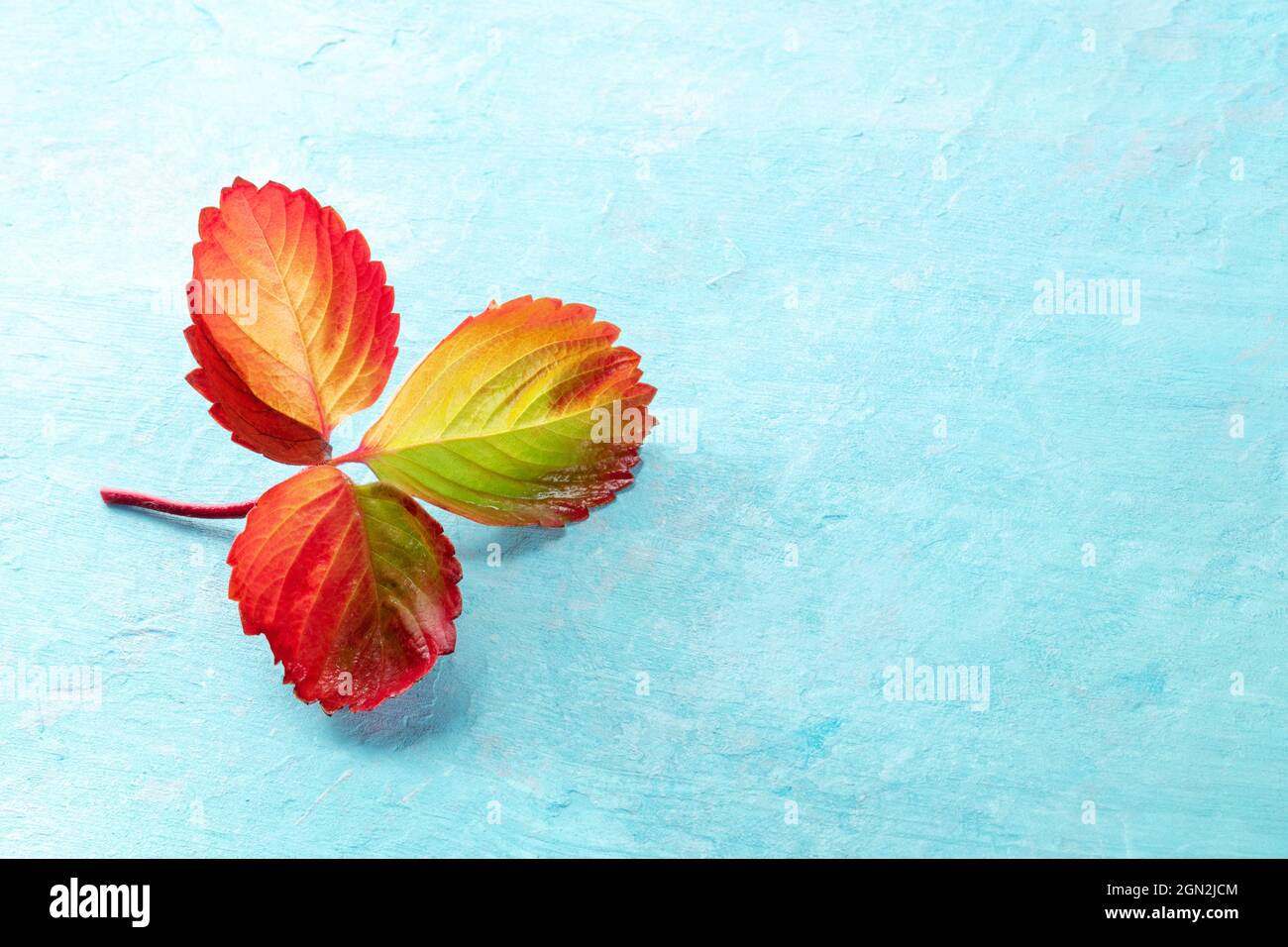 Vivace foglia autunnale su sfondo blu con un posto per il testo. Design autunnale minimo con spazio di copia Foto Stock