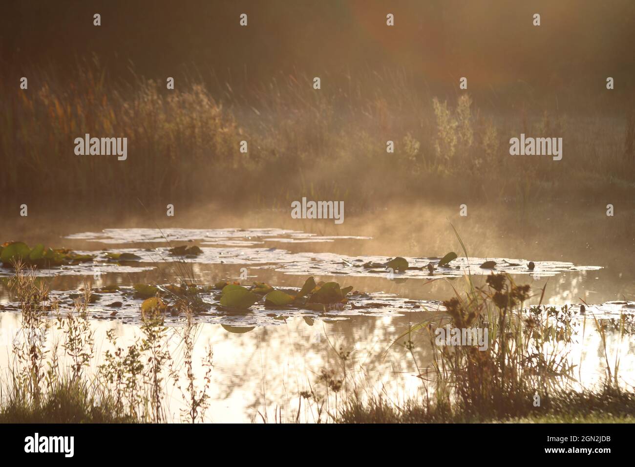 Vapore che si alza da un laghetto di ninfee con riflessi al sole della mattina presto, Lincolnshire, Inghilterra, Regno Unito, Europa Foto Stock