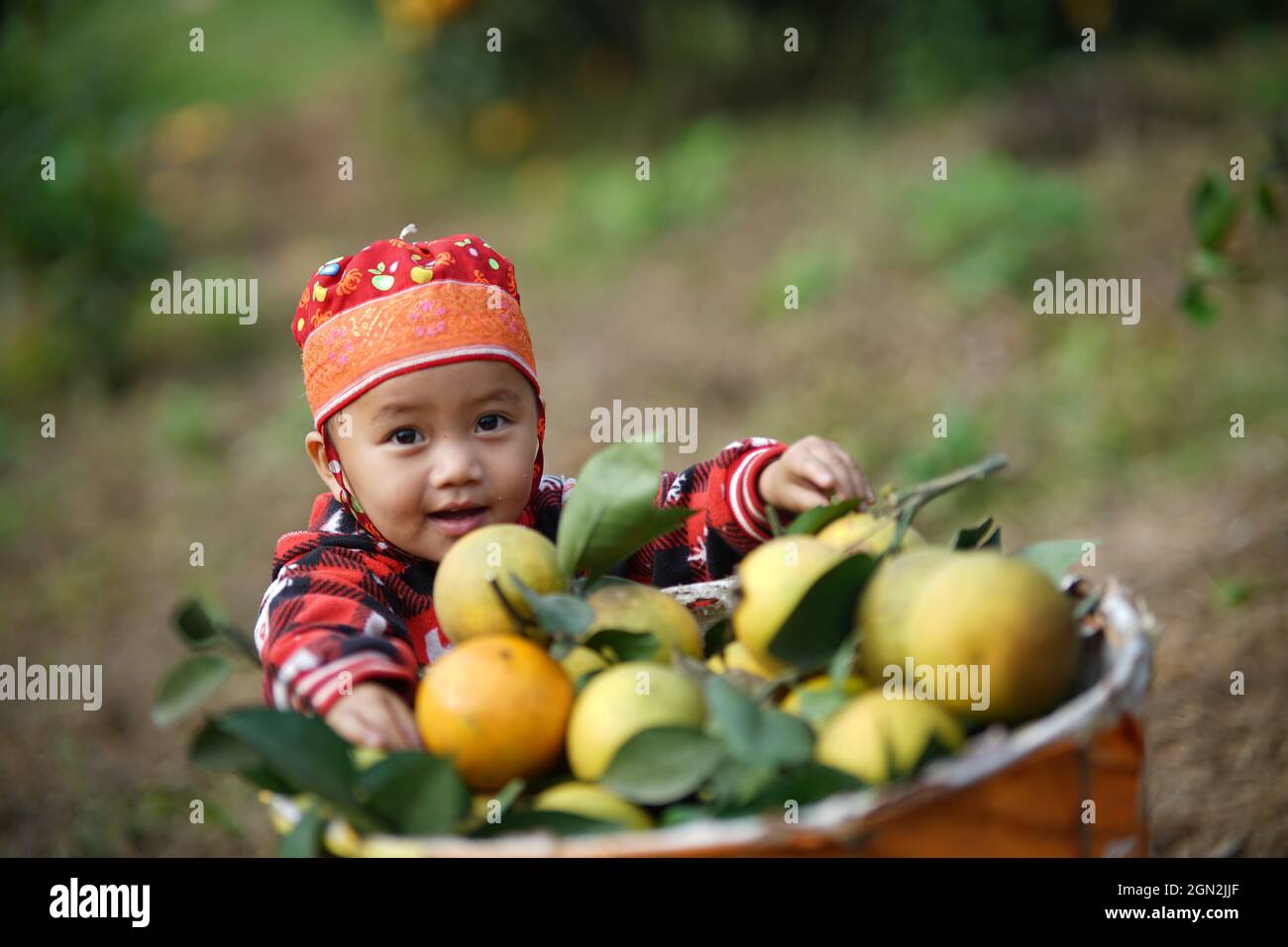 Frutteto nella provincia di ha Giang nel nord del Vietnam Foto Stock