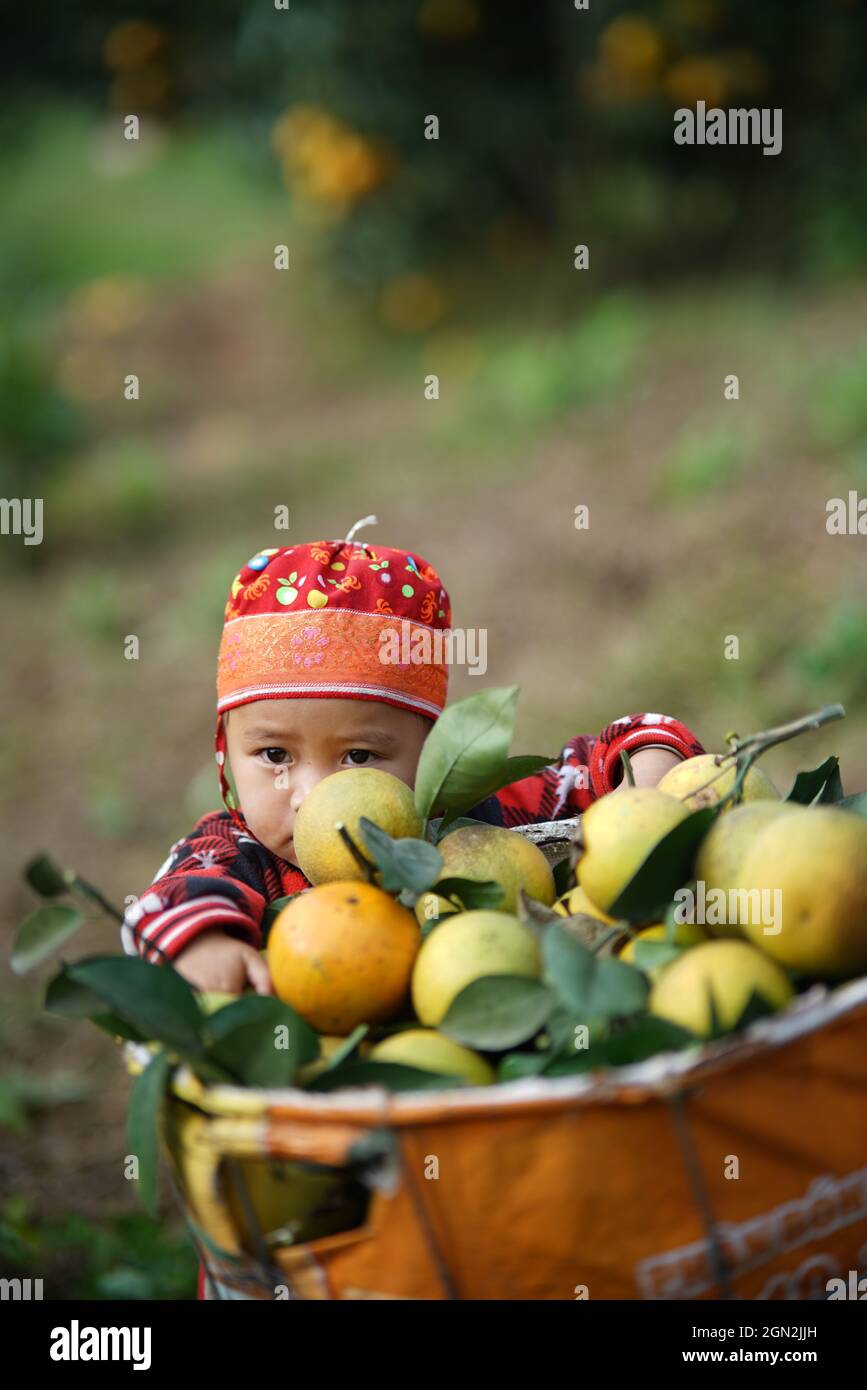 Frutteto nella provincia di ha Giang nel nord del Vietnam Foto Stock