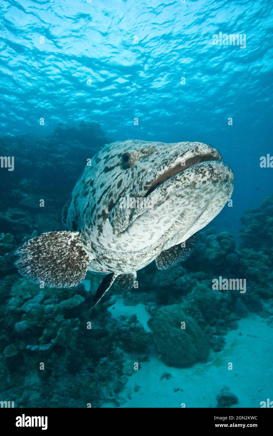 Merluzzo di patate (Epinephelus tukula), e subacqueo. I pesci giganti hanno riportato di raggiungere 200 cm e fino a 100 kg. Port Douglas, Queensland settentrionale, Australia Foto Stock