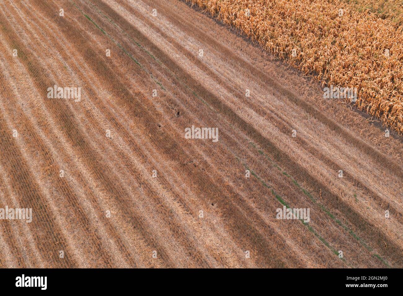 Campo di stoppie del grano dopo la mietitura, vista ad angolo alto pov drone Foto Stock