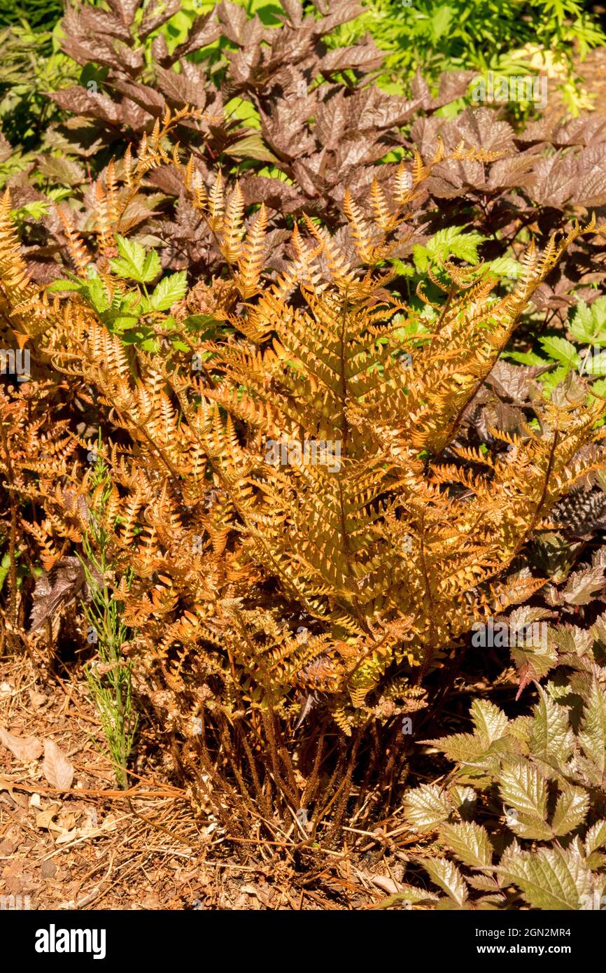 Bella Dryopteris eritrosora in foglie di felce arrugginite primavera Foto Stock