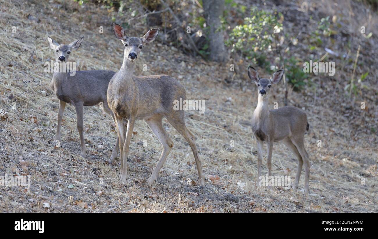 Allerta la madre nera del cervo e i bambini nella foresta. Contea di Santa Clara, California, Stati Uniti. Foto Stock