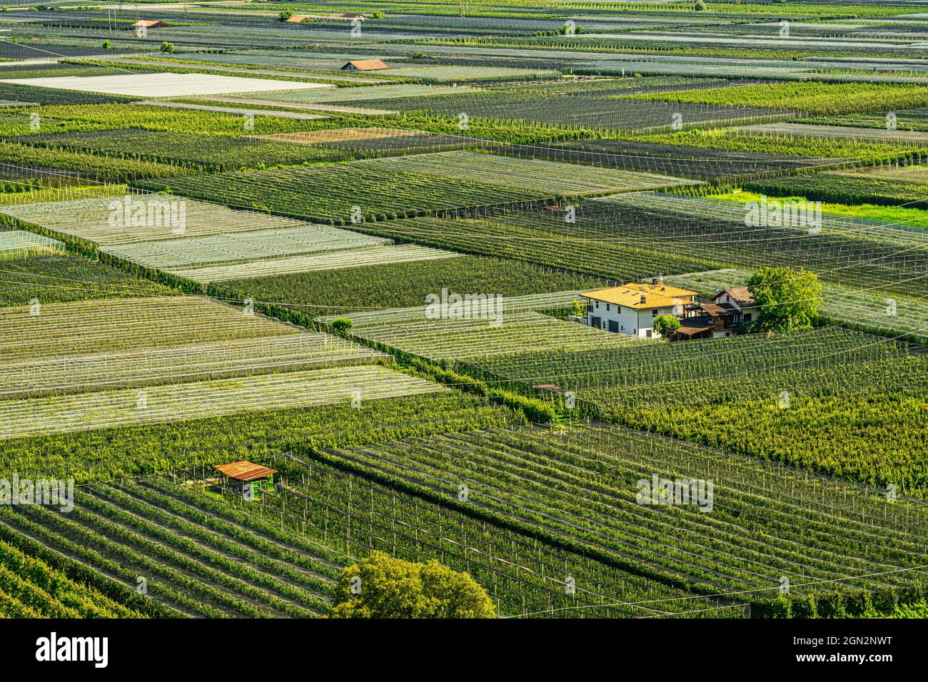Vista dall'alto delle colture di mele e dei vigneti della Val d'Adige in provincia di Bolzano lungo la strada del vino. Provincia autonoma di Bolzano, Trentino Alt Foto Stock