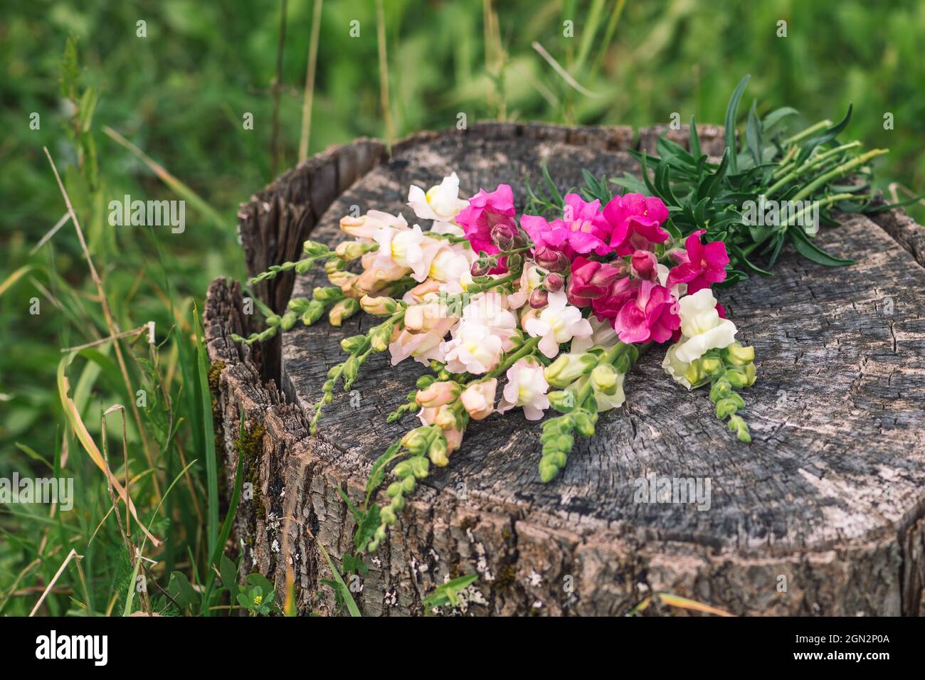 Bouquet di bella primavera colorata o estate Giardino Snapdragon fiori posto su un vecchio tronco di albero, da vicino Foto Stock