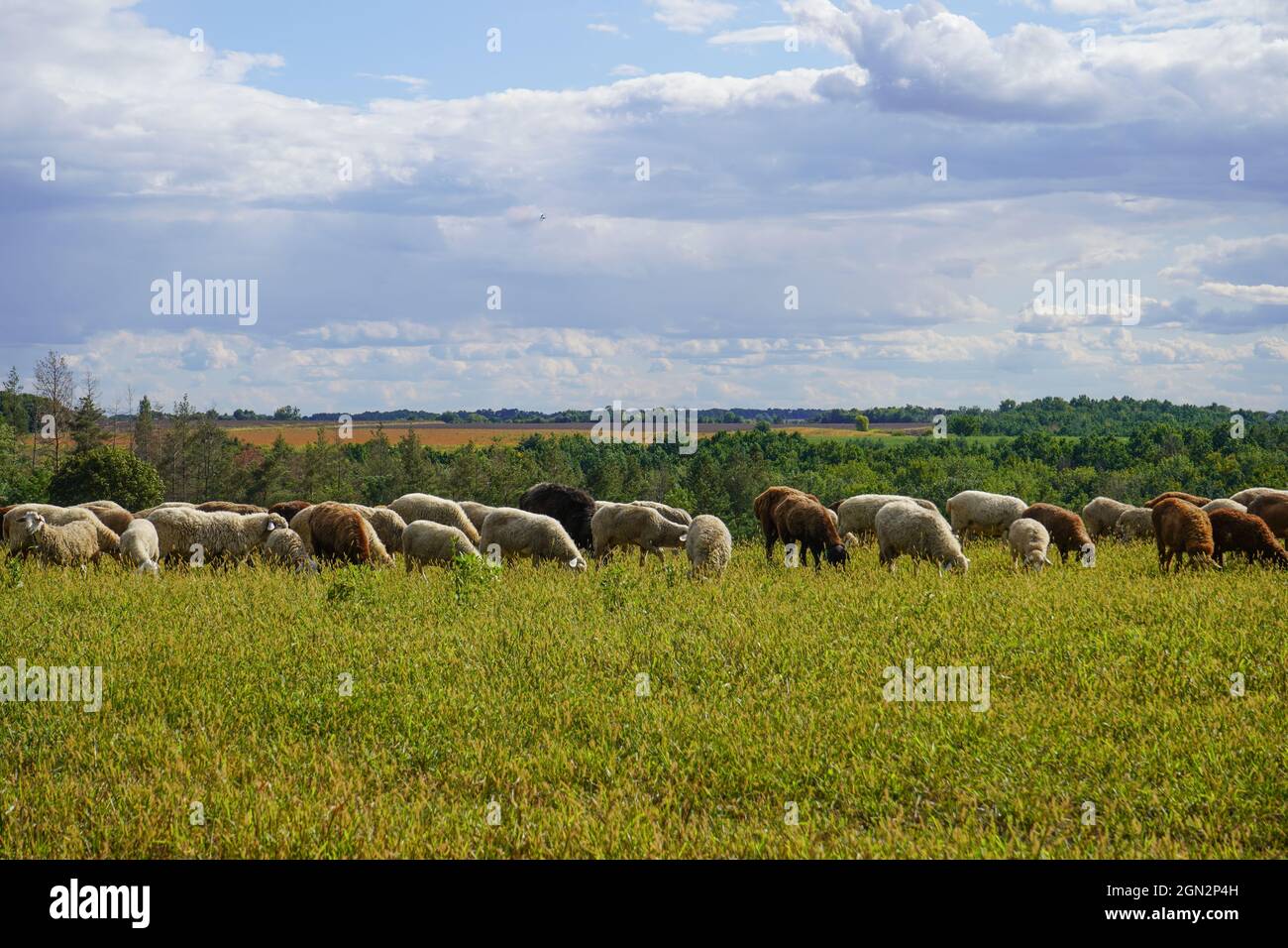 Un gregge di pecore sgrana su un prato di fattoria. Giorno d'estate. Agricoltura e zootecnia. La pecora mangia l'erba su un autogoverno Foto Stock