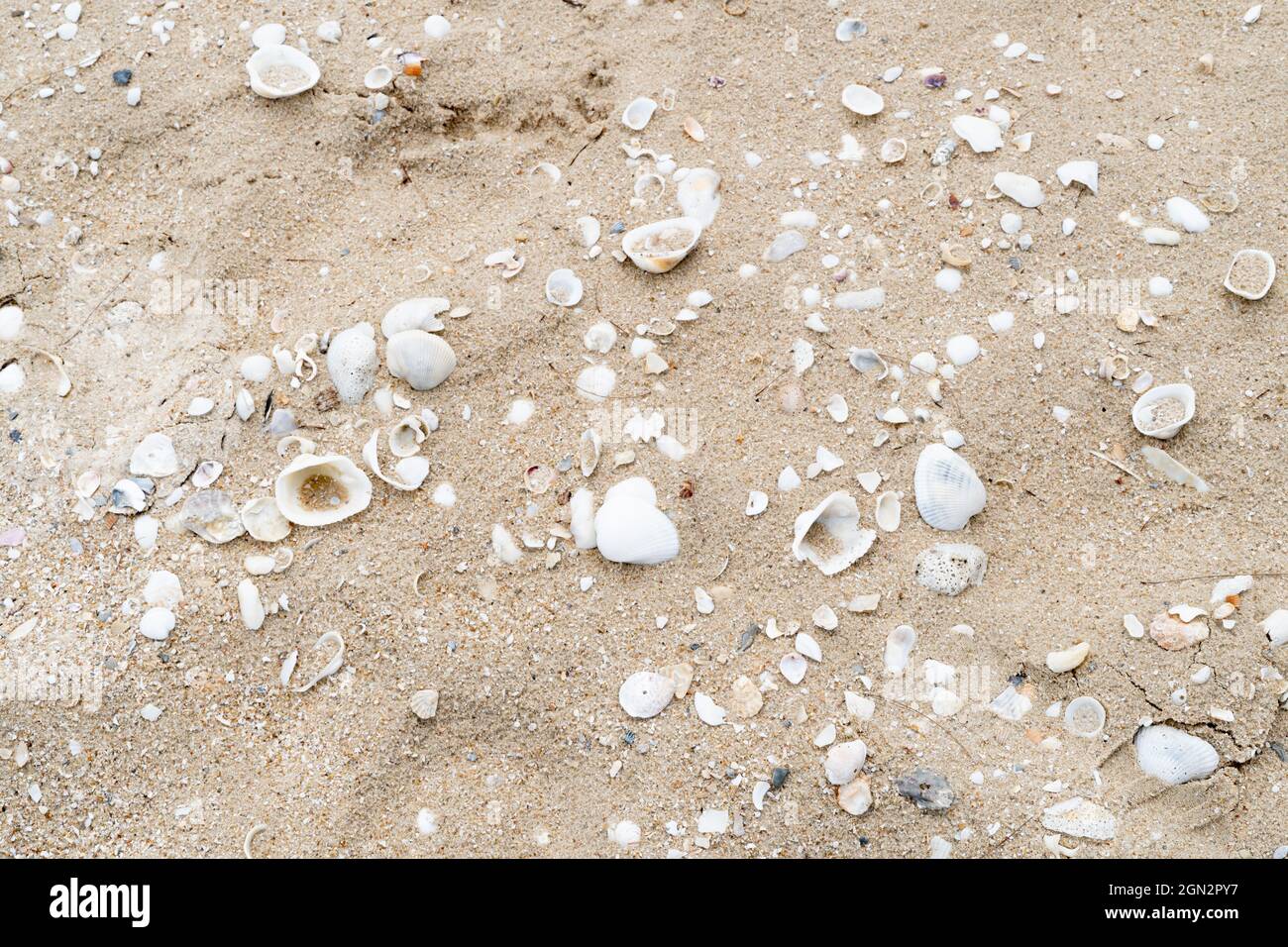 Conchiglie sulla spiaggia sabbiosa del mare Foto Stock