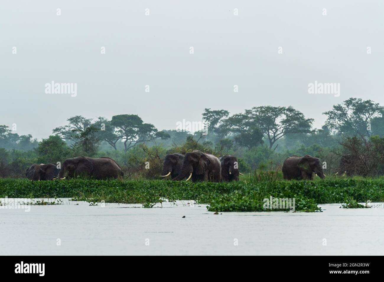 African Bush Elephant - Loxodonta africana, membro iconico dei Big Five africani, Murchison Falls, Uganda. Foto Stock