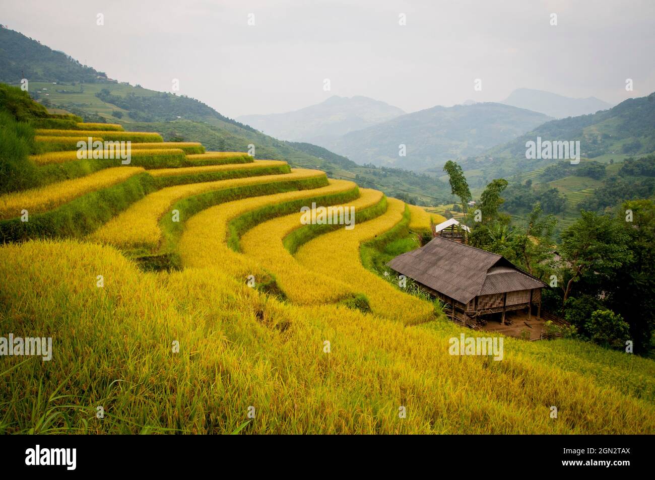 Terrazza di riso Hoang su Phi nella provincia di ha Giang nel nord del Vietnam Foto Stock