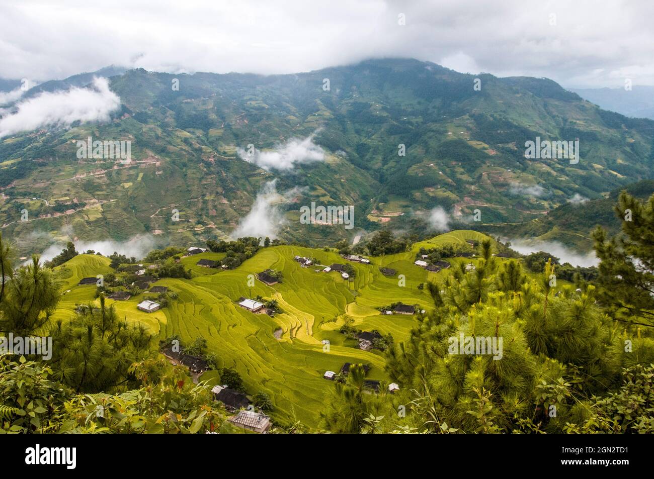 Terrazza di riso Hoang su Phi nella provincia di ha Giang nel nord del Vietnam Foto Stock