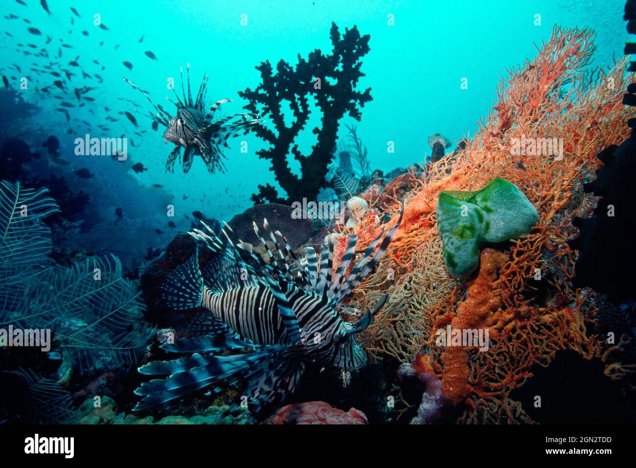 Il pesce leone rosso (Pterois volitans), ha spine dorsali velenose; le sue stings producono dolore estremo. Diffuso in tutto il Pacifico; normalmente considerato un Foto Stock