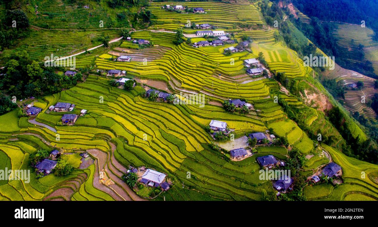 Terrazza di riso Hoang su Phi nella provincia di ha Giang nel nord del Vietnam Foto Stock