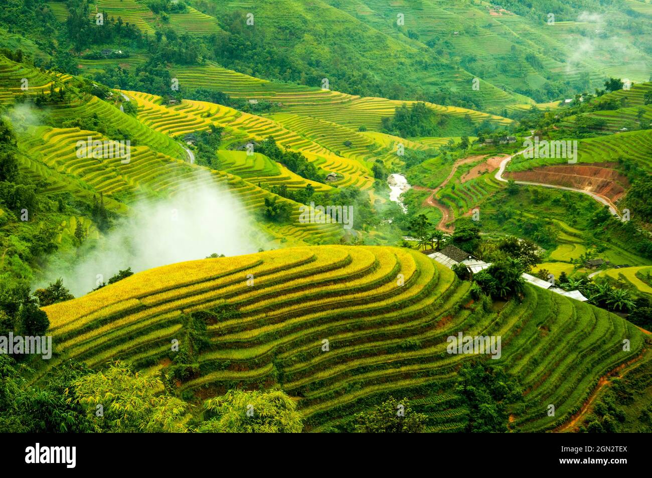 Terrazza di riso Hoang su Phi nella provincia di ha Giang nel nord del Vietnam Foto Stock