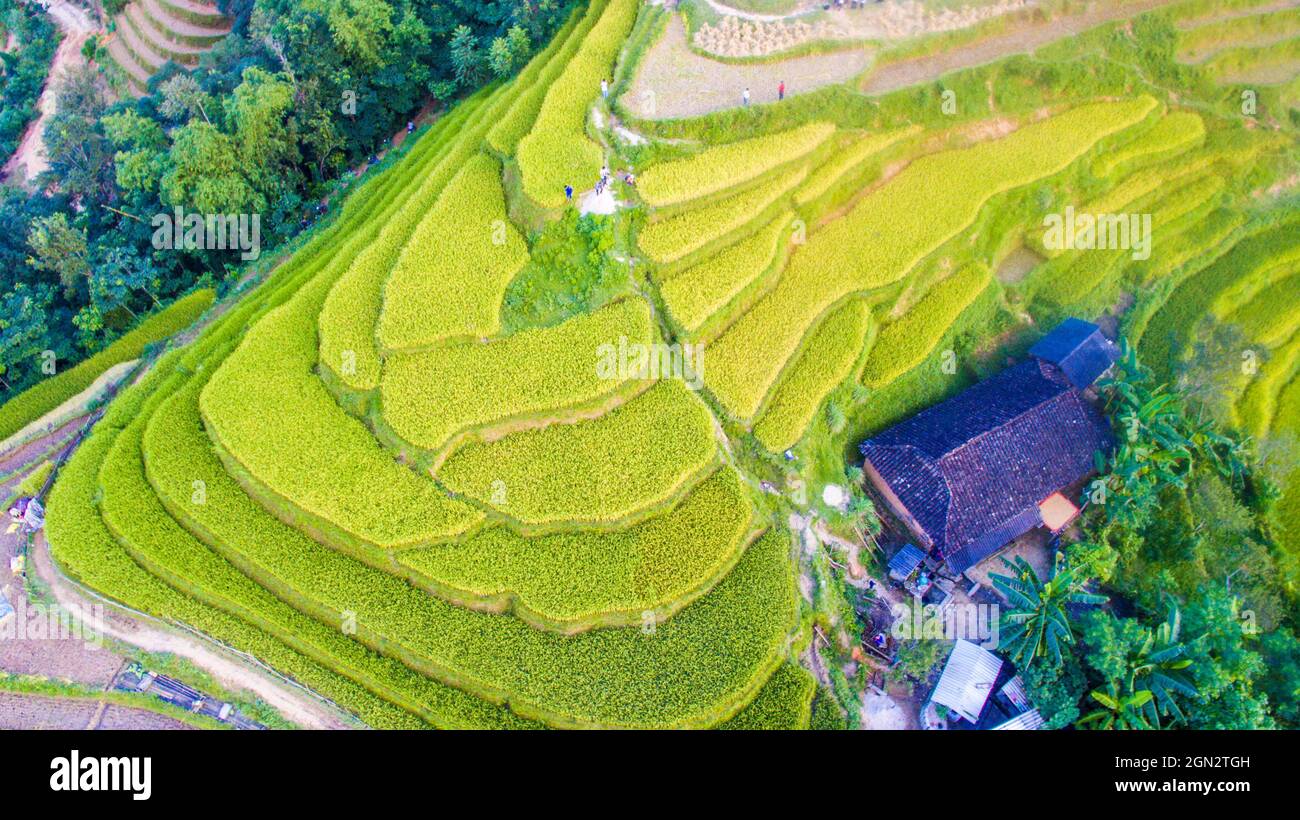 Terrazza di riso Hoang su Phi nella provincia di ha Giang nel nord del Vietnam Foto Stock