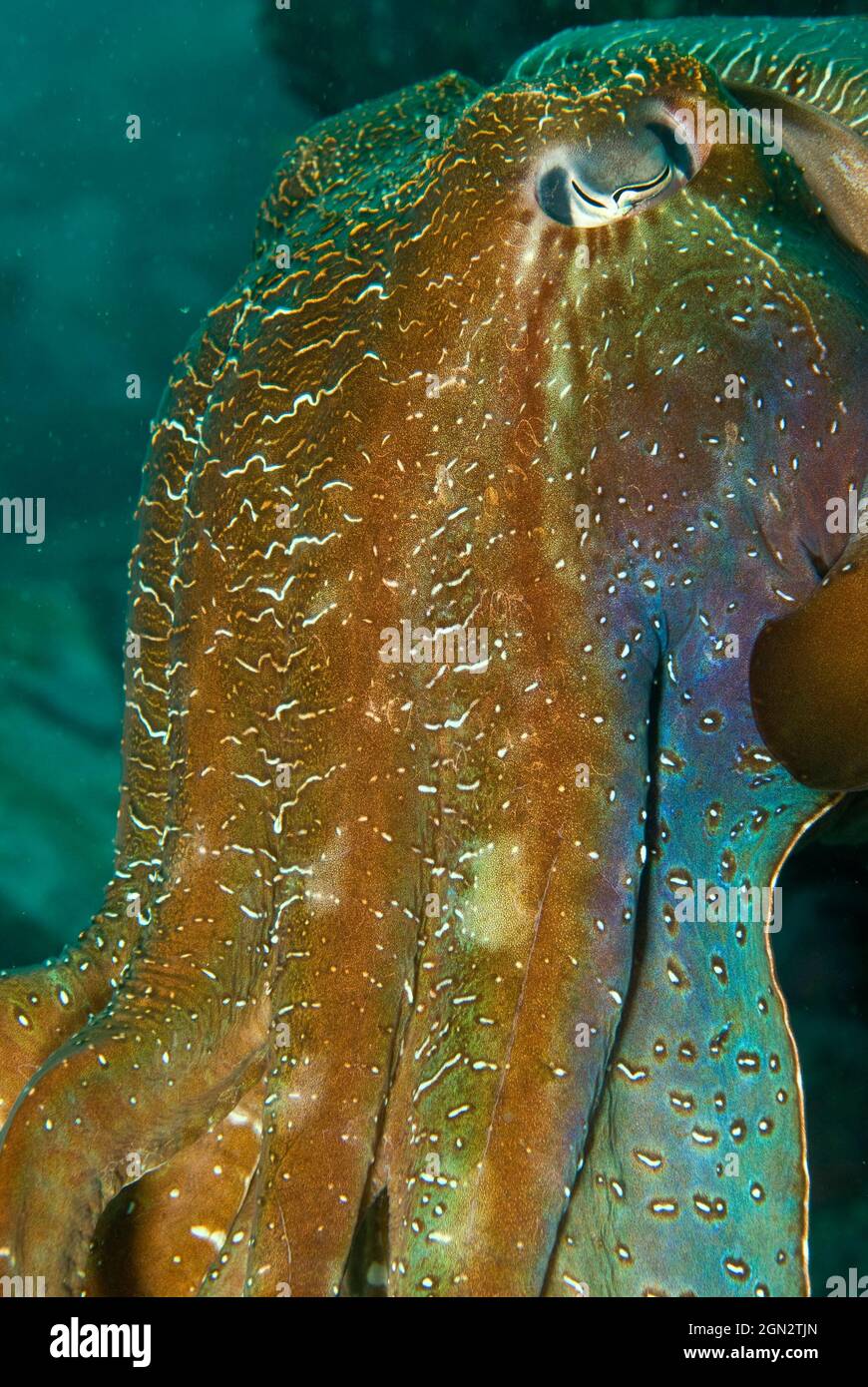 Seppie giganti australiane (Sepia apama), maschi nella stagione di accoppiamento, primo piano. Solitary Islands Marine Park, New South Wales, Australia Foto Stock