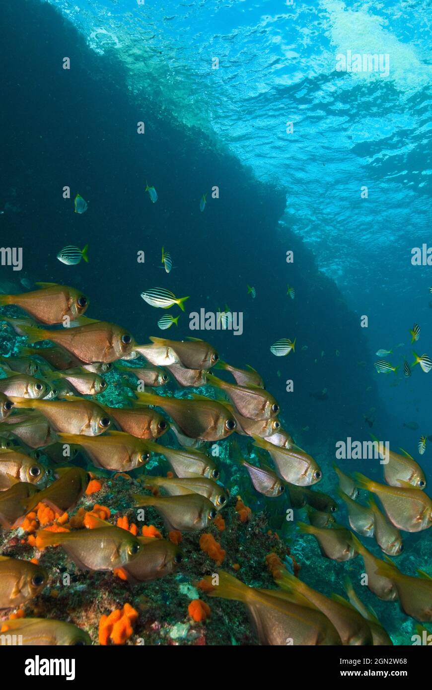 Bullseyes (Pempheris affinis) con punta nera che scolano sopra un masso roccioso ricoperto di spugna. Misty Valley, North West Solitary Island, Solitary Islands Foto Stock