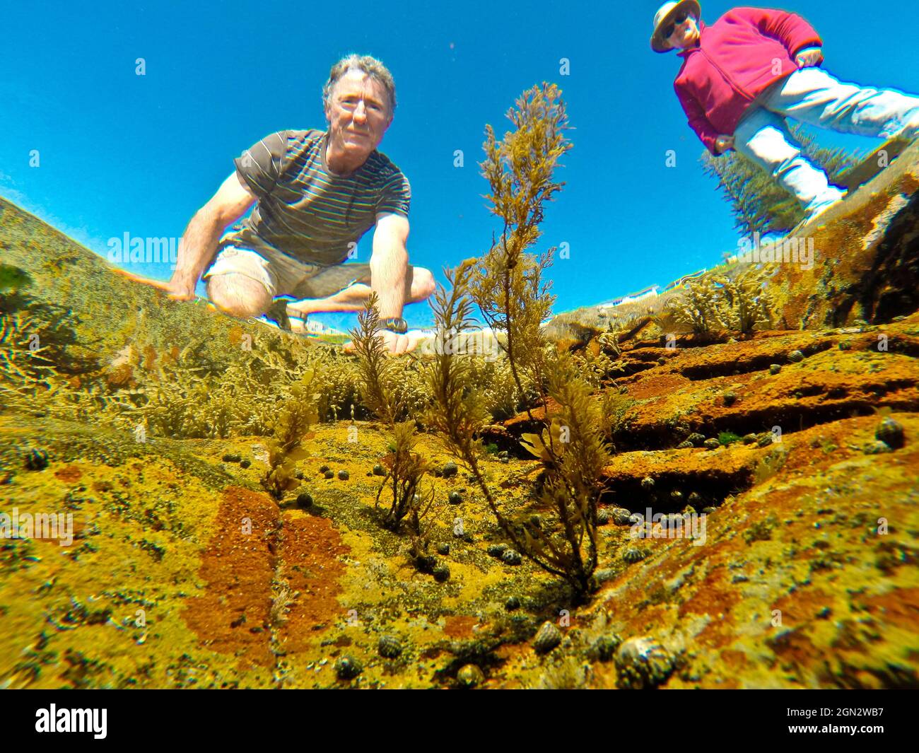 Uomo e donna che guardano nella piscina di roccia. L'alga marrone più alta in primo piano è probabilmente Caulocystis o Acrocarpia, (fam.Cystoseiraceae). Zebra sh Foto Stock