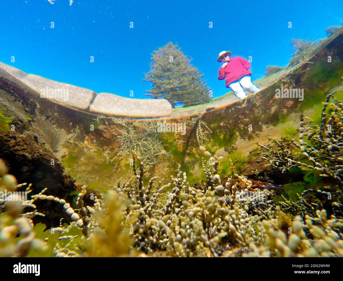 Vista subacquea di una piscina di roccia con una donna che vi entra la piscina contiene principalmente alghe marroni, tra cui la collana di Neptune (Hormosira banksii) AT Foto Stock