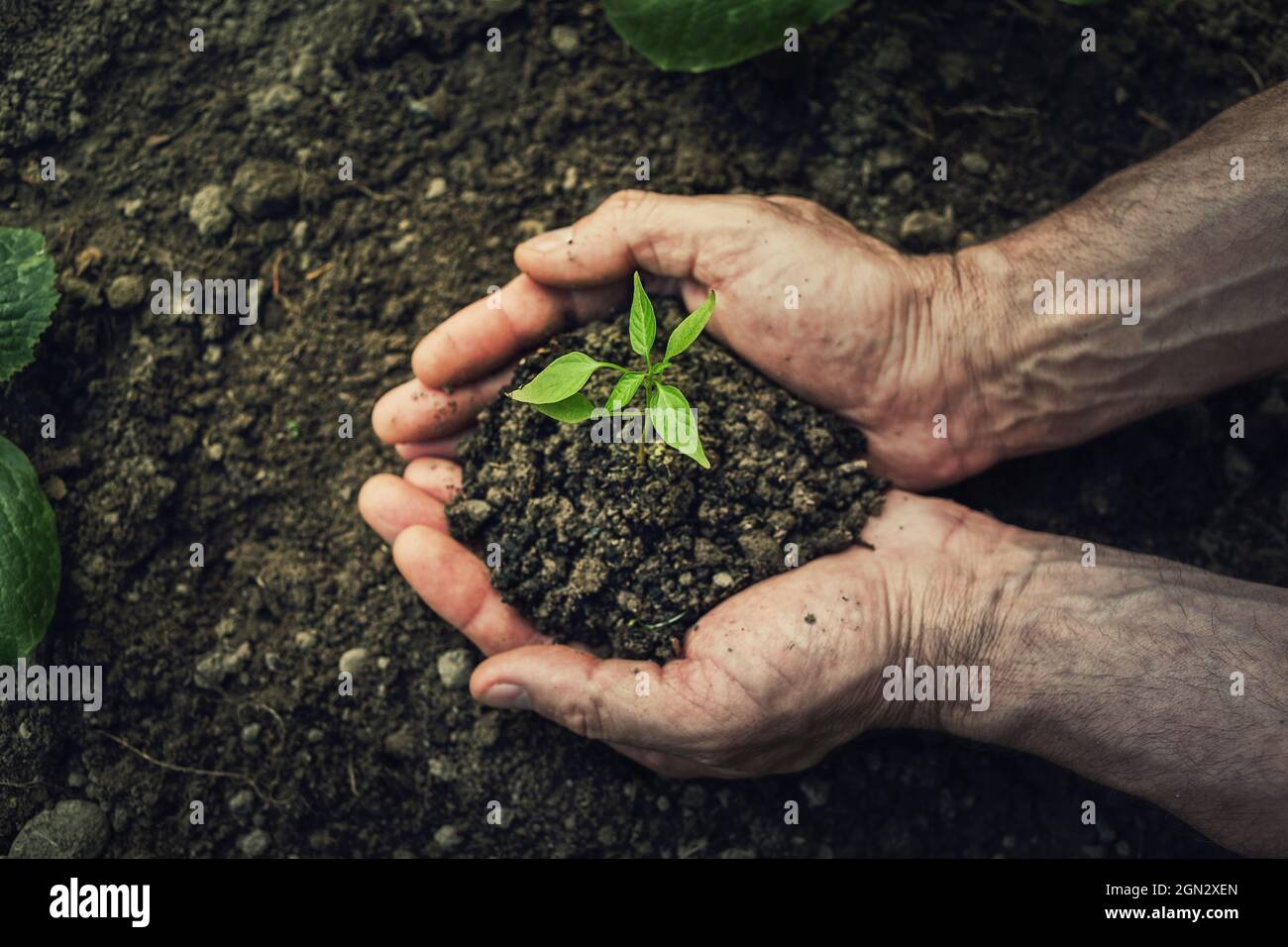 Le mani del giardiniere che tengono terreno fertile con piantina verde cresciuta. Concetto di ambiente. Agricoltura biologica, problema globale di approvvigionamento di ecogastronomici. Problemi agricoli af Foto Stock