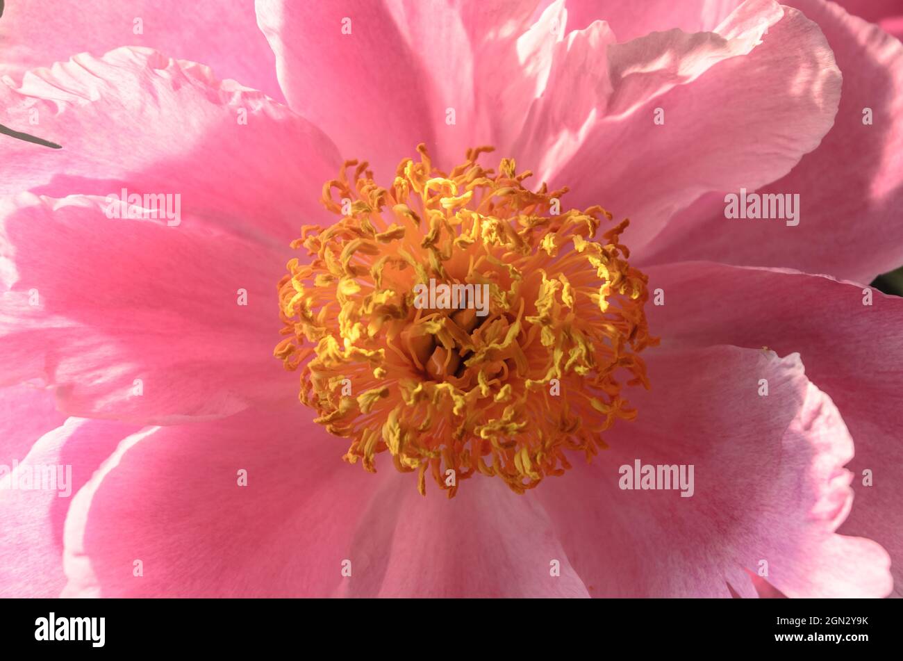 Paeonia officinalis, conosciuta come peonia da giardino o fiore comune di peonia in giardino con colori rosa, viola e giallo Foto Stock