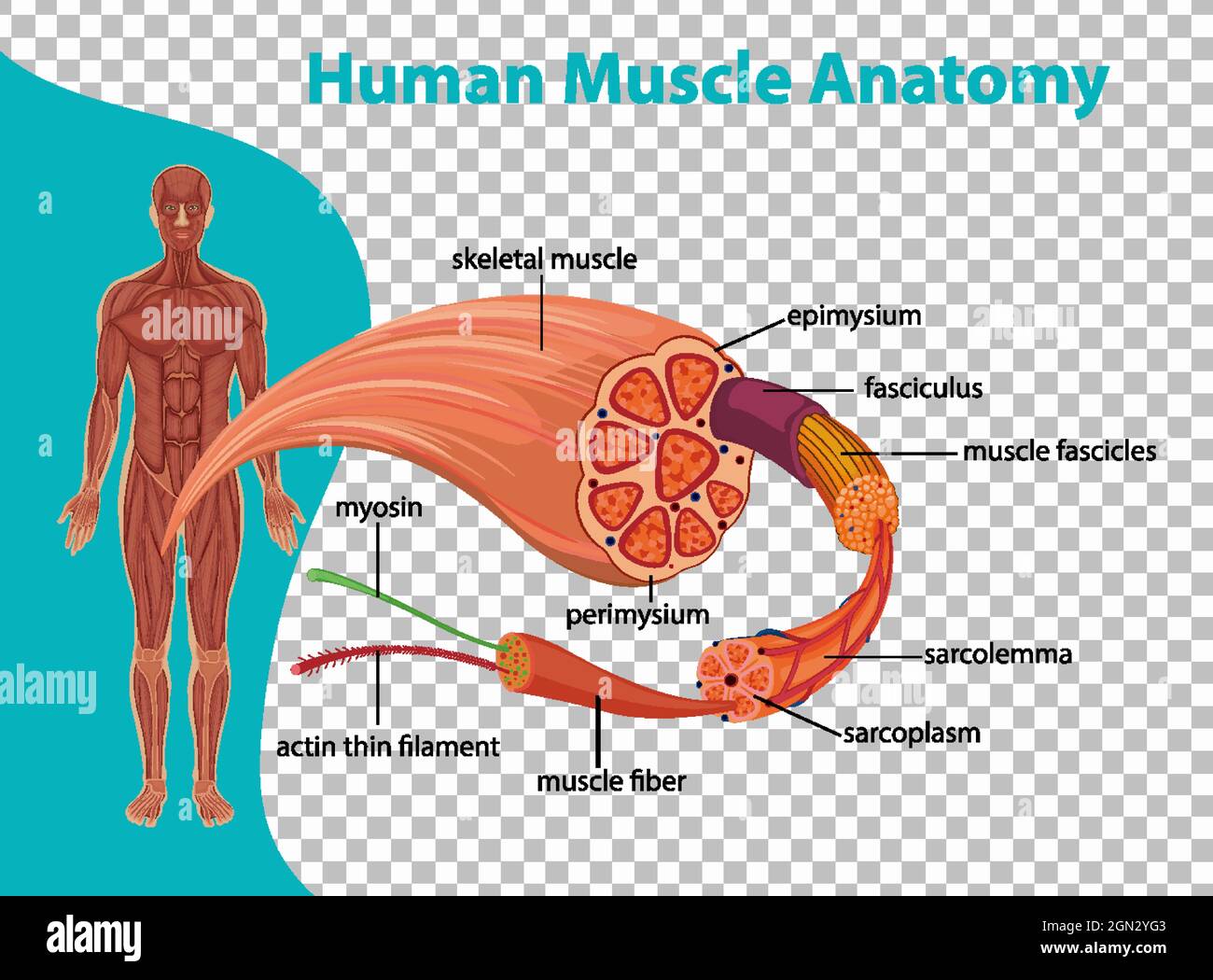 Anatomia del muscolo umano con illustrazione dell'anatomia del corpo Illustrazione Vettoriale