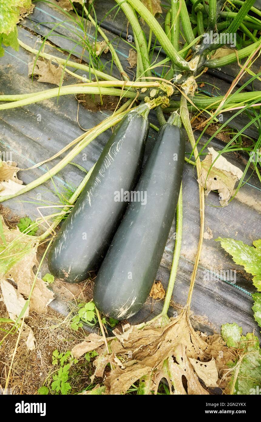 Primo piano di una zucchina organica in una serra. Foto Stock