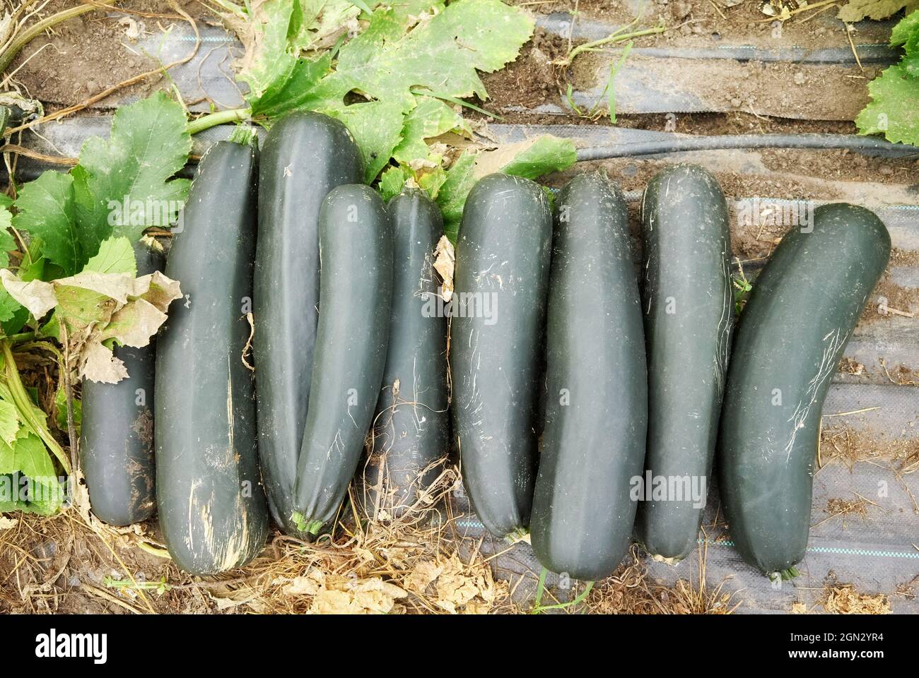 Zucchine biologiche su una superficie di serra. Foto Stock